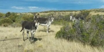 Carne de burro en Tucumán: advierten que su venta está prohibida en la práctica
