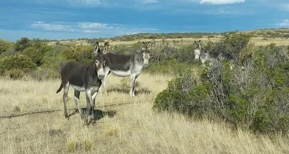 Carne de burro en Tucumán: advierten que su venta está prohibida en la práctica