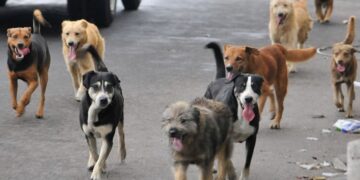 Tenencia responsable y vacío legal: las graves implicancias judiciales de los perros en las calles tucumanas