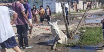 Indignación en Manantial Sur: un caballo cayó a un pozo y los vecinos exigen respuestas urgentes